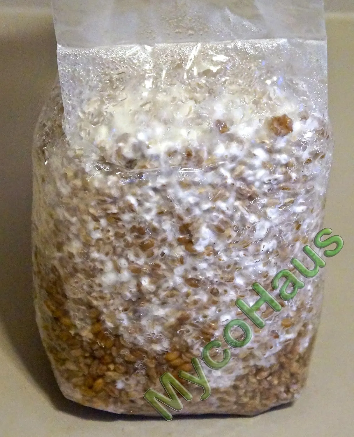Mushroom Growing Kit | Sterilized Rye Grain | Magic Indoor Grow Bags for Mushrooms | Shroom Home Cultivation Magic Supplies | Without Spores | Without Injection Ports | 1 Pound (6 Pack)